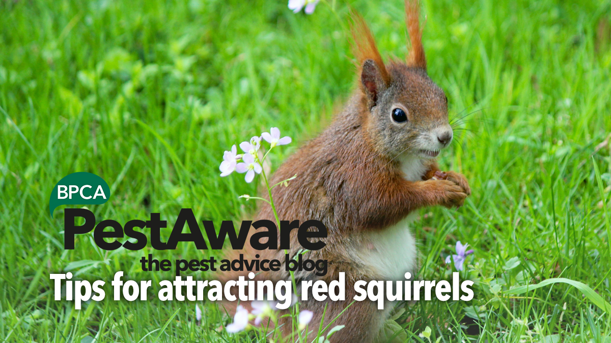 PestAware Tips for Attracting Red Squirrels